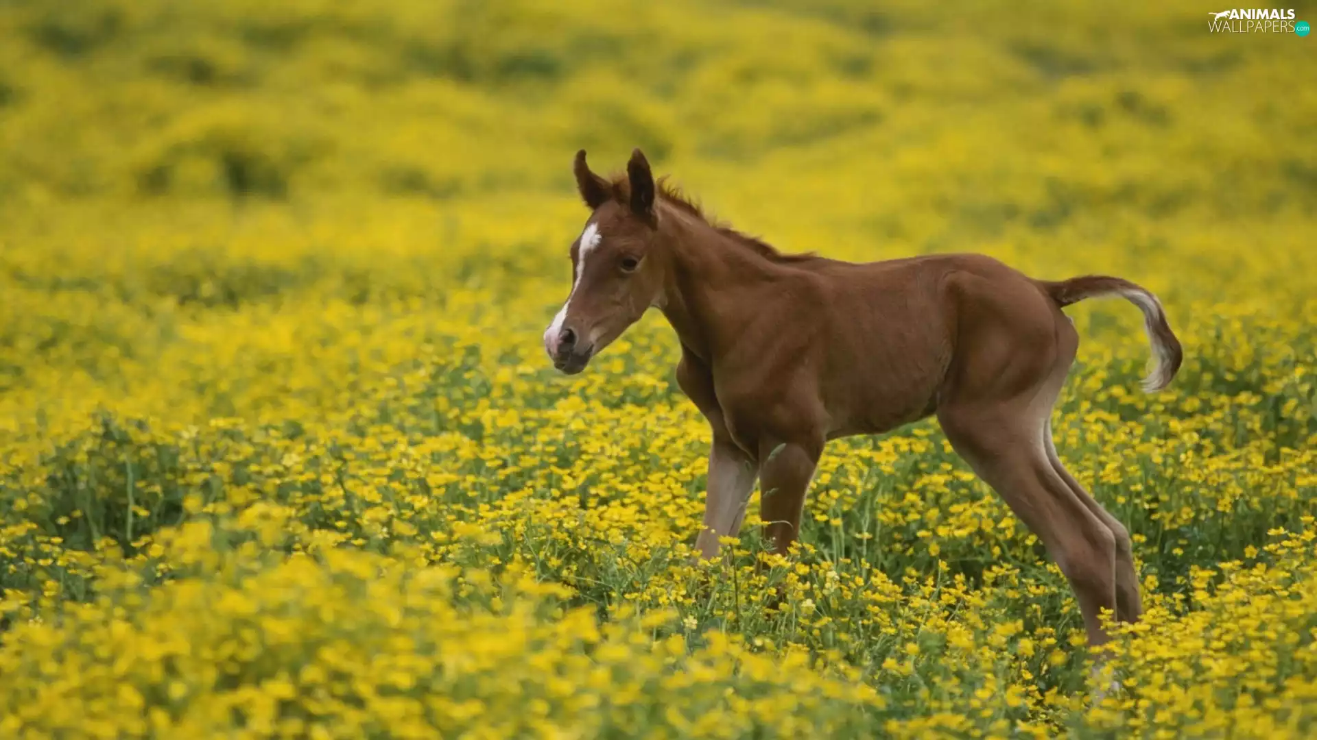 Meadow, sea-horse, Arabic