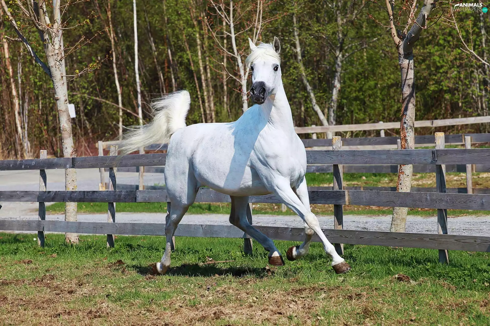 gear, Horse, trees, Arabic, White, fence, viewes