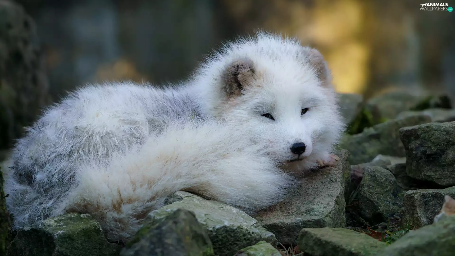 young, Arctic Fox, Stones, White