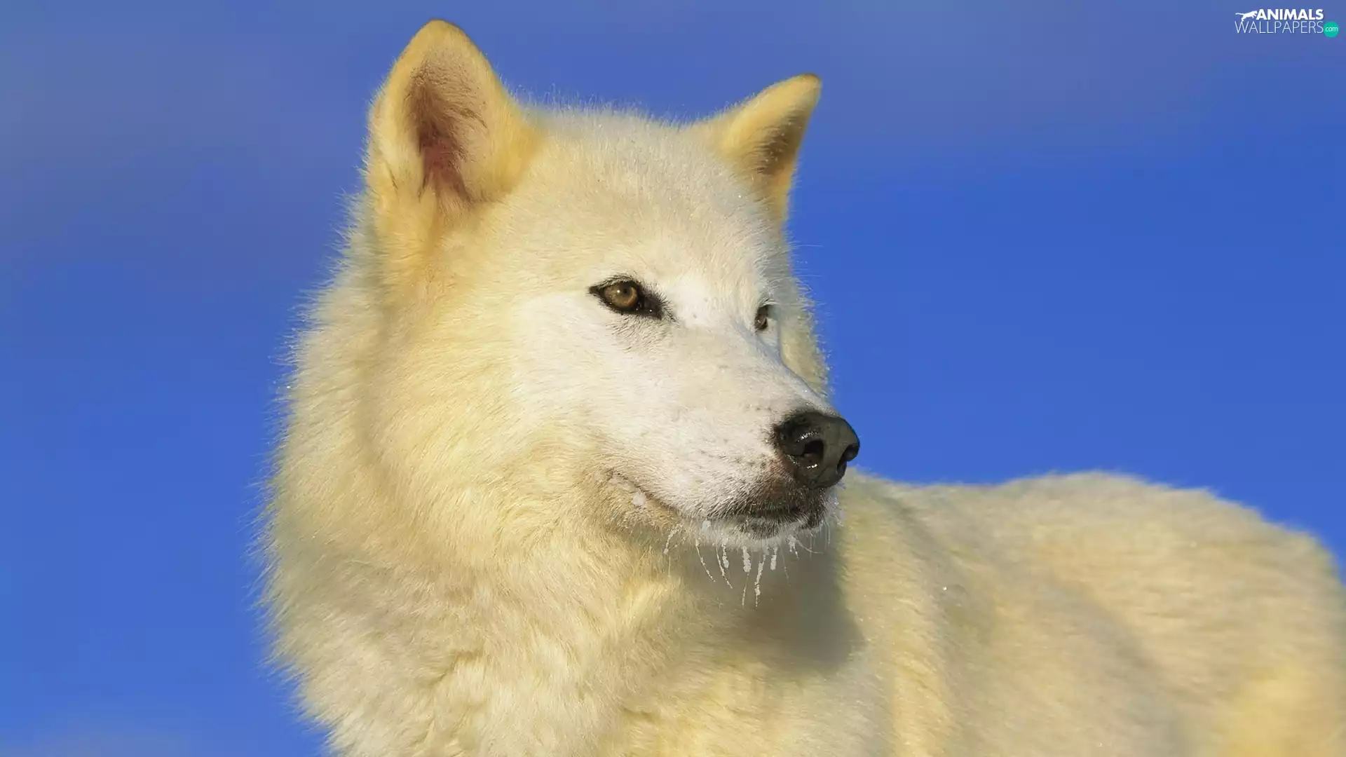 arctic, White, Wolf