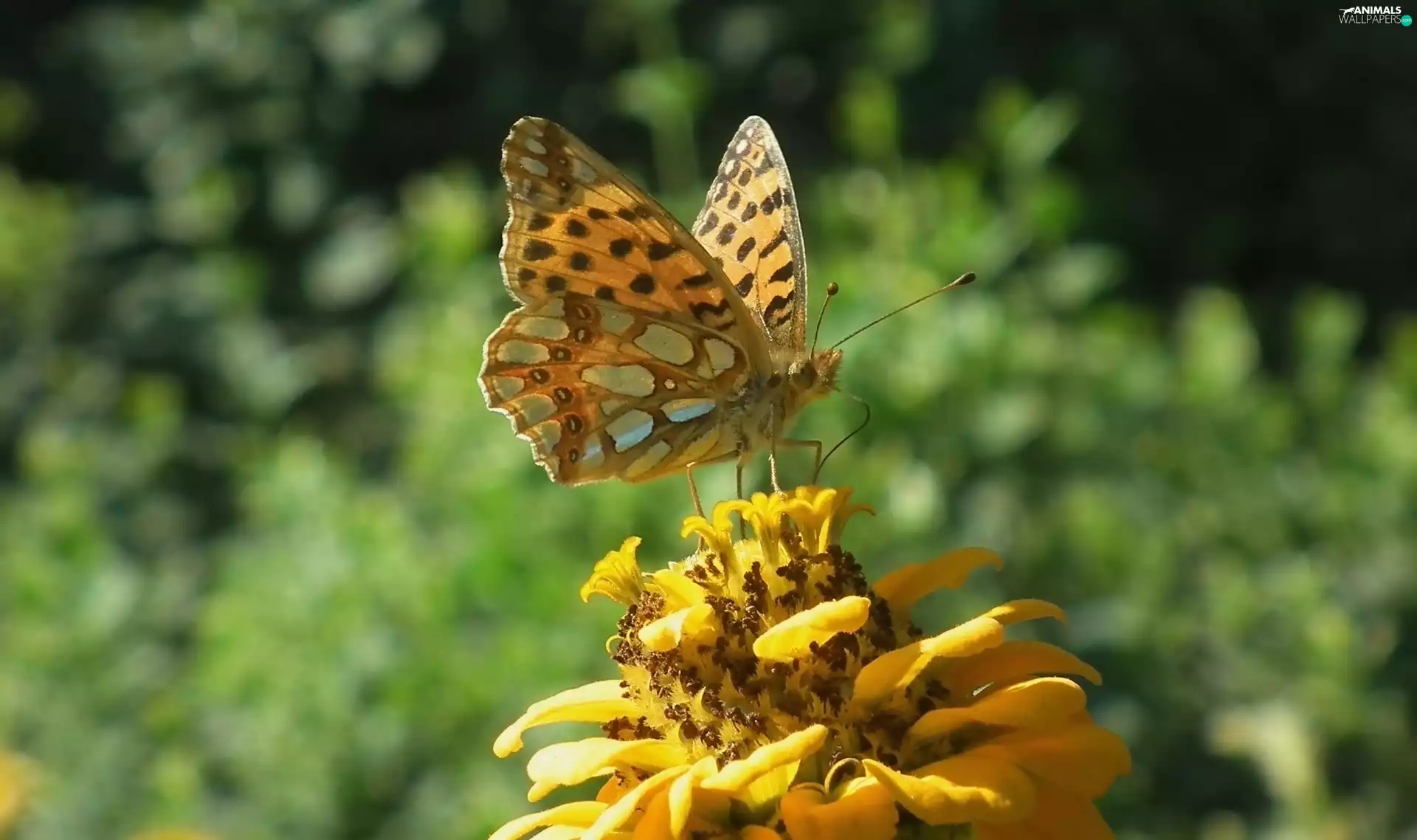 Colourfull Flowers, zinnia, argynnis, Latonia, butterfly