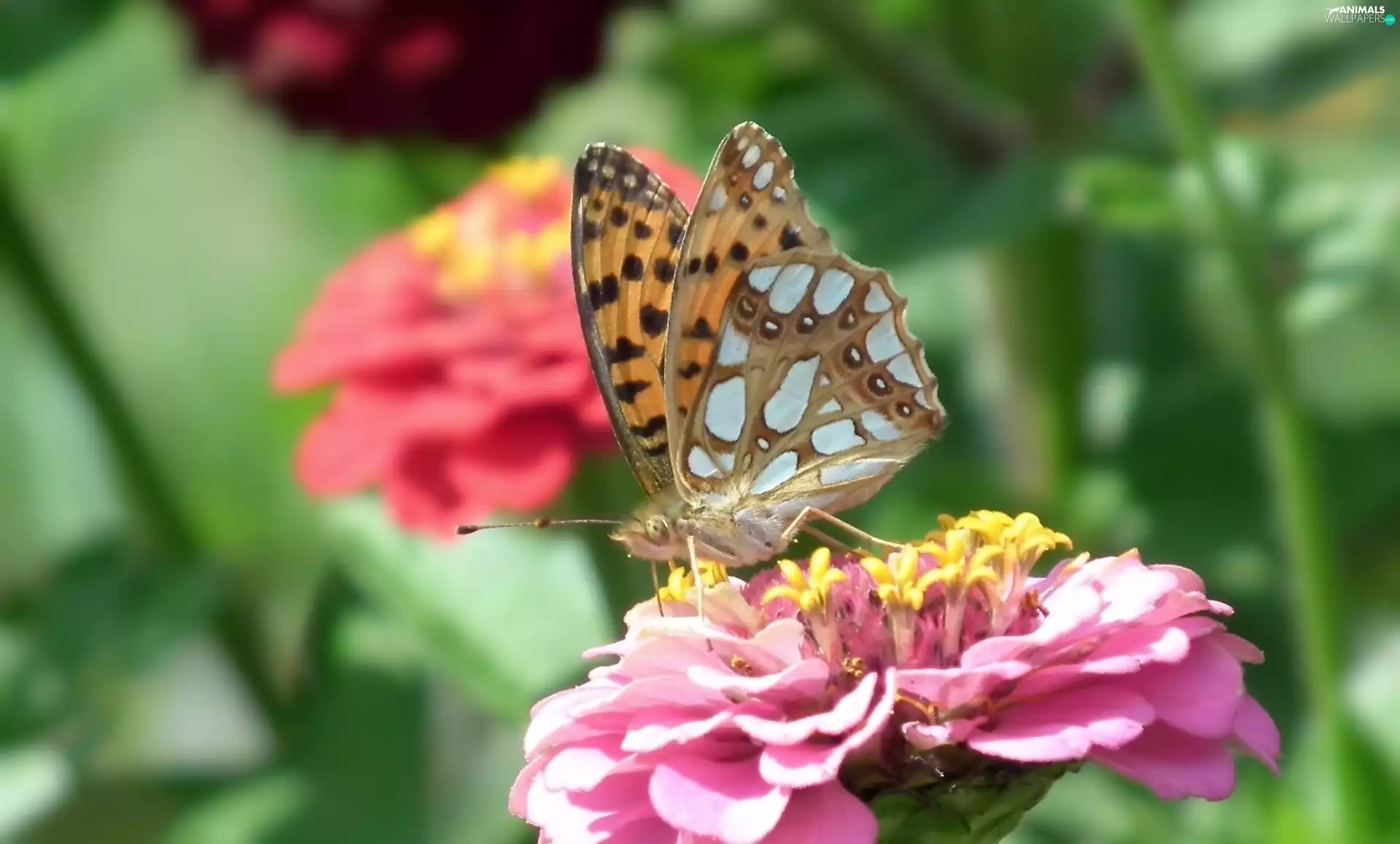Colourfull Flowers, zinnia, argynnis, Latonia, butterfly