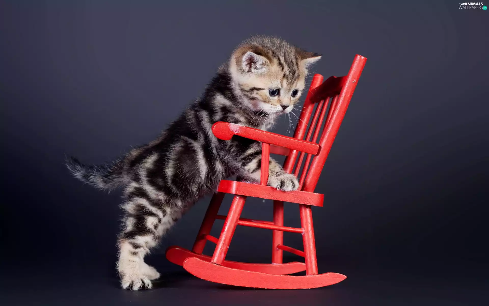 Armchair, small, kitten