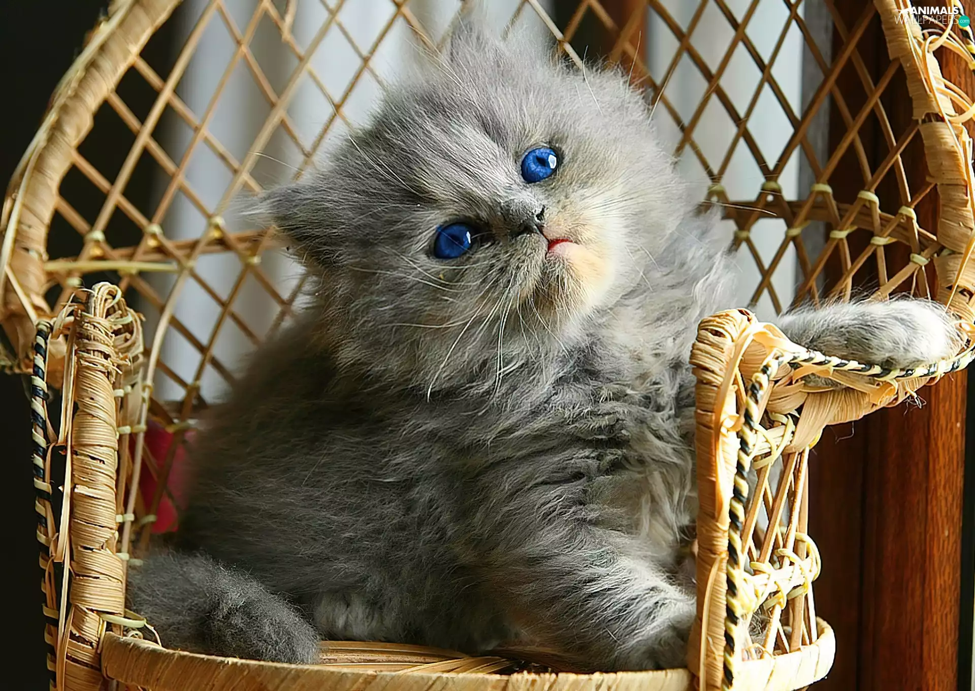 Armchair, small, kitten