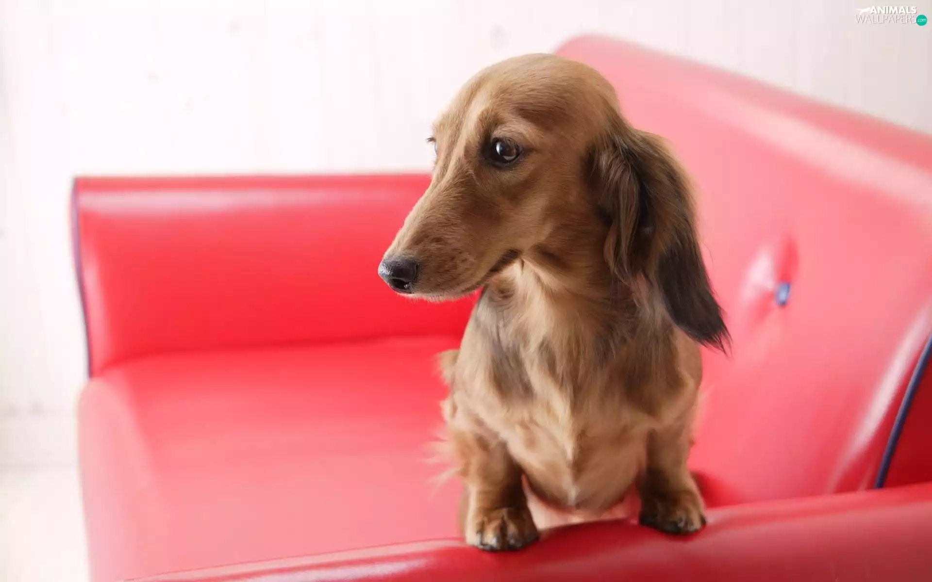 long-haired Dachshund, Armchair