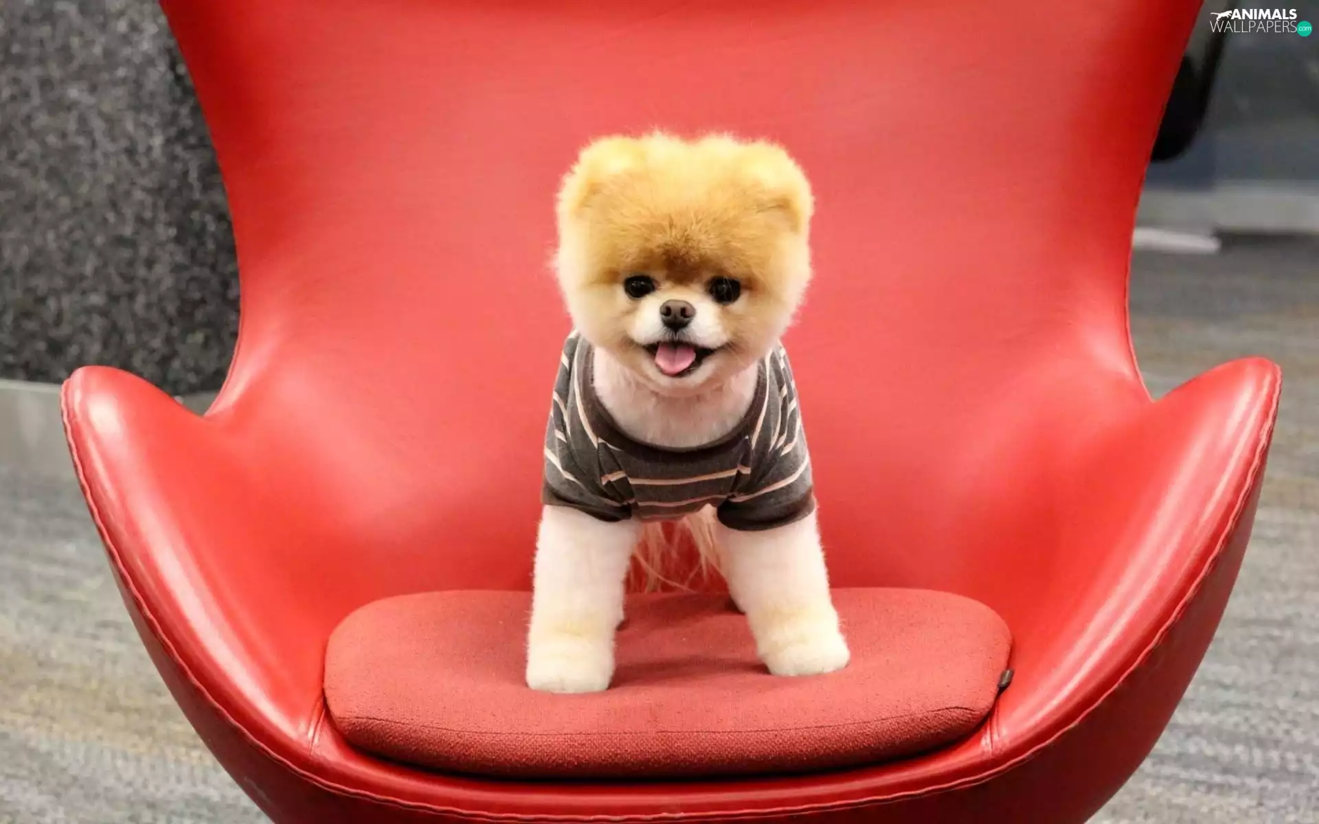 Armchair, Toy Spitz