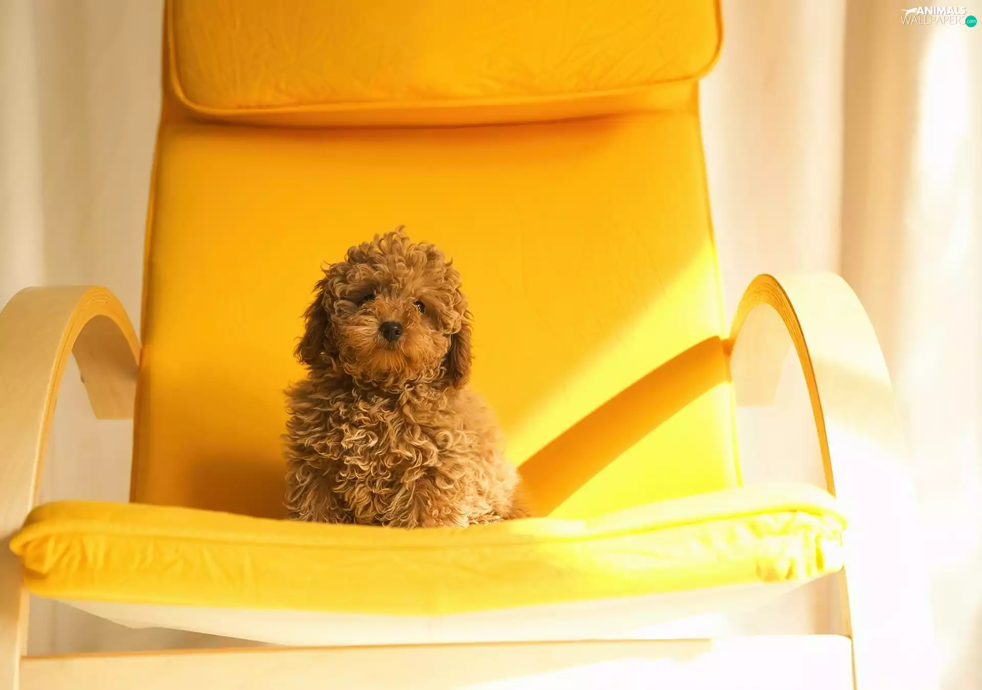 Armchair, dog, Yellow