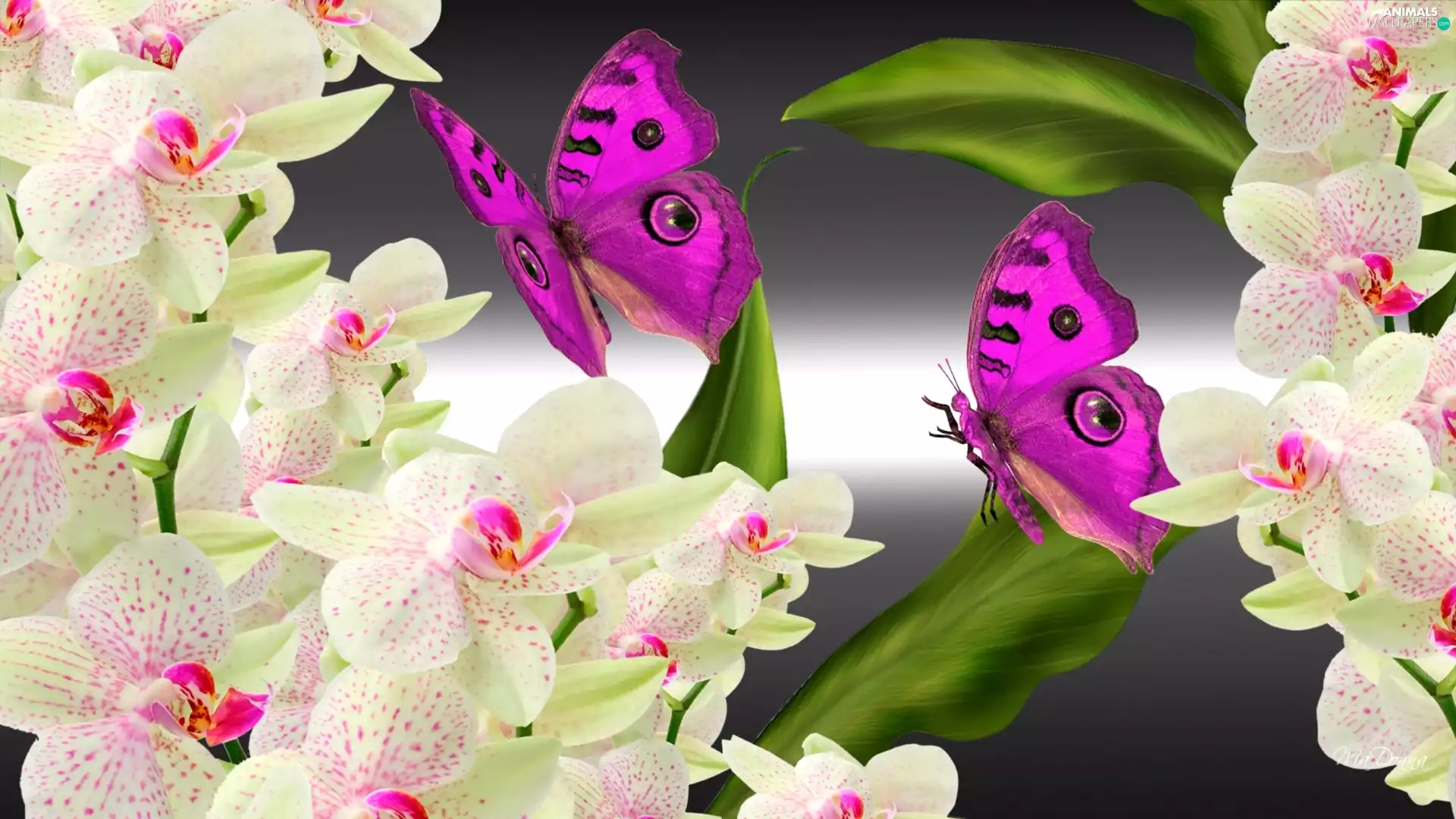 Art, orchids, butterflies