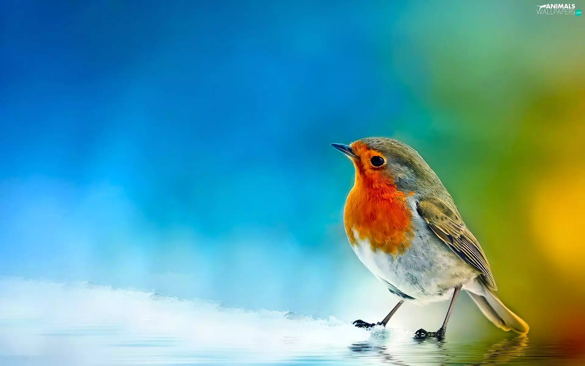Art, robin, water