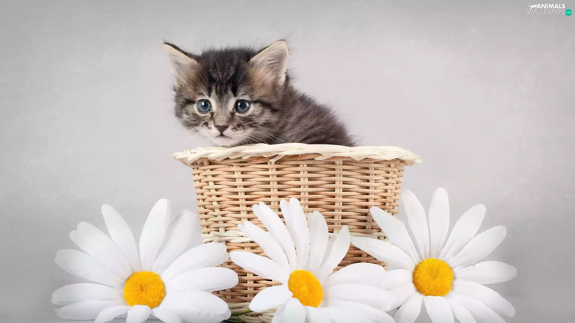 kitten, Blue Eyed, Artificial, daisy, basket, small