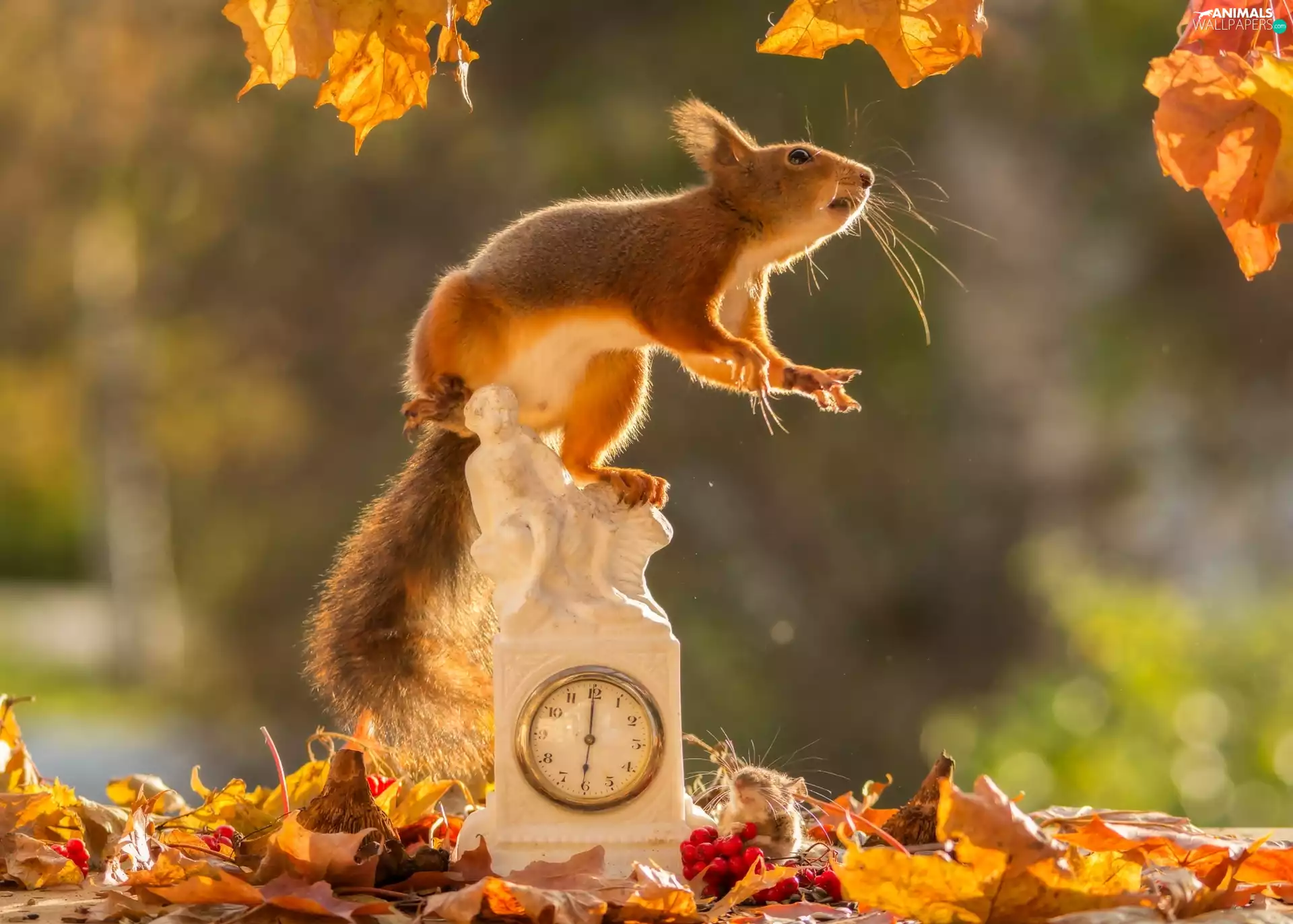 Clock, autumn, Mountain Ash, mouse, Leaf, squirrel