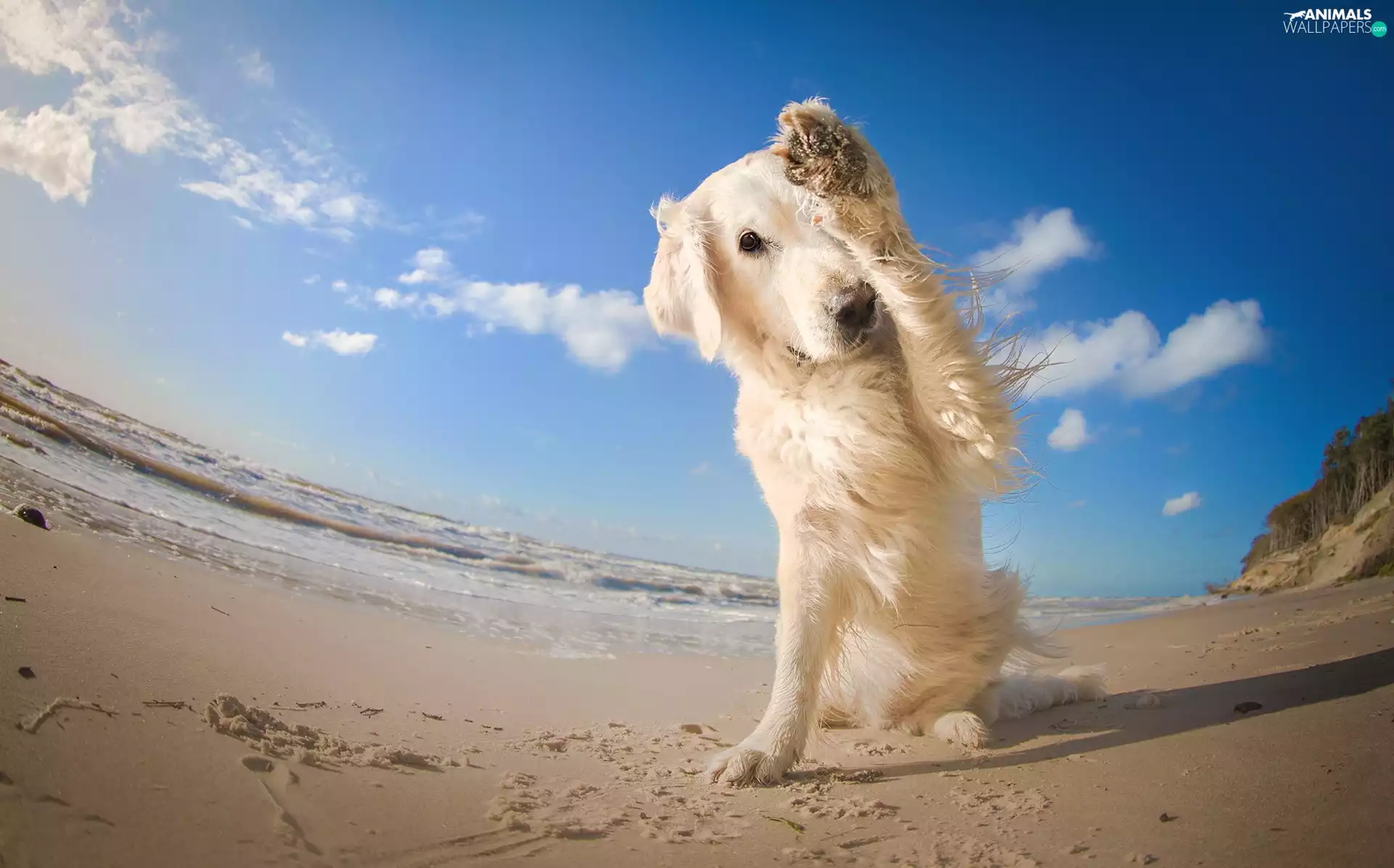 Beaches, golden, retriever, ashamed