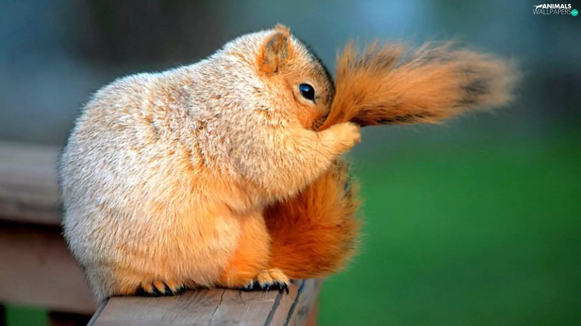 ashamed, squirrel