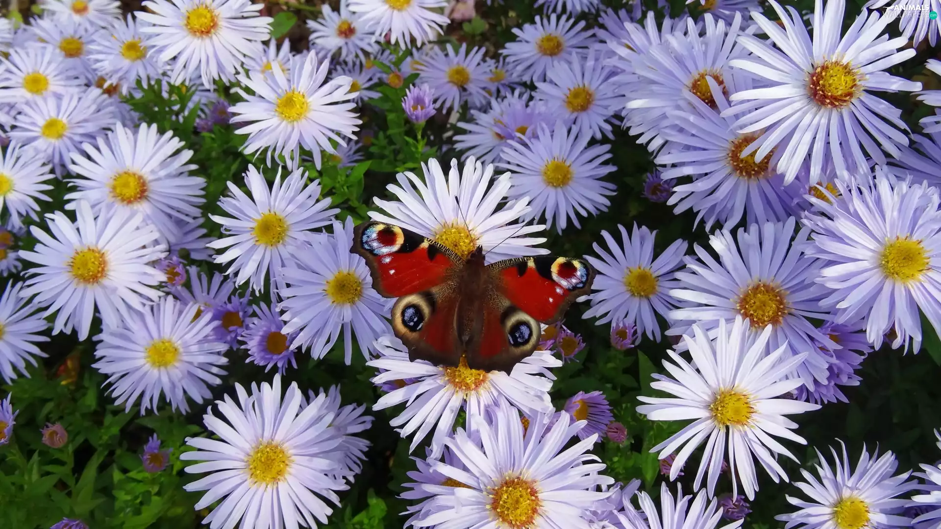 Flowers, butterfly, Peacock, Aster