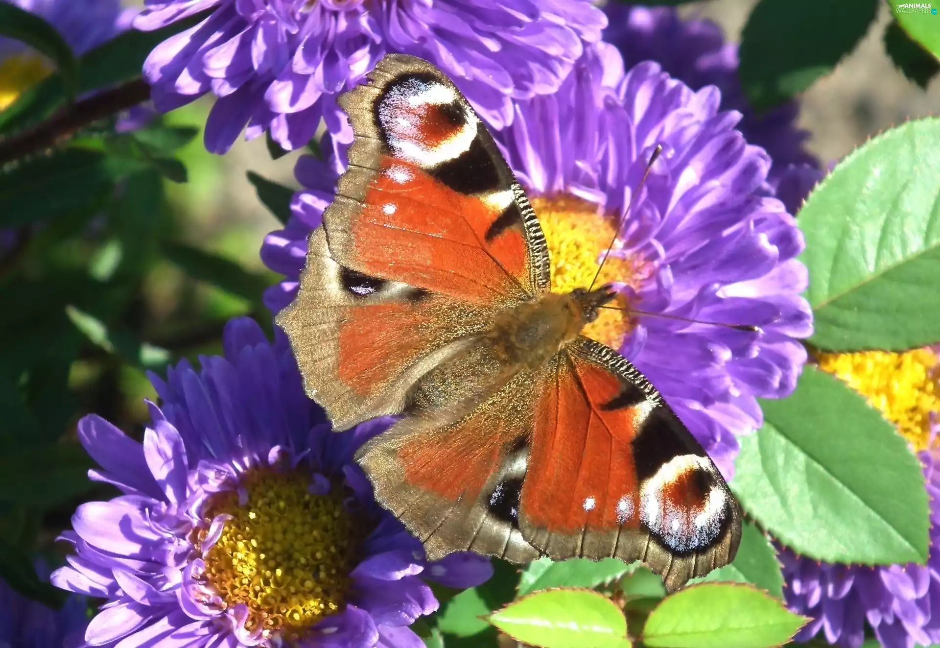 butterfly, Colourfull Flowers, Aster, peacock Wink