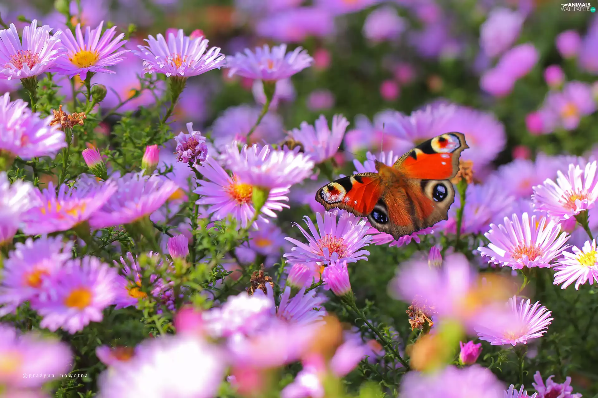 purple, butterfly, Peacock, Astra