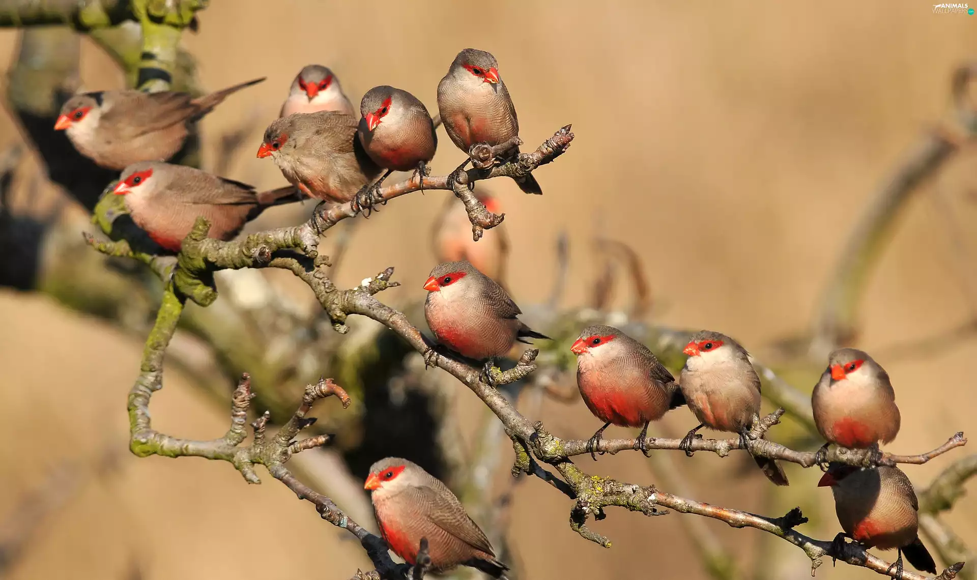 birds, Helena, Twigs, Astrilds
