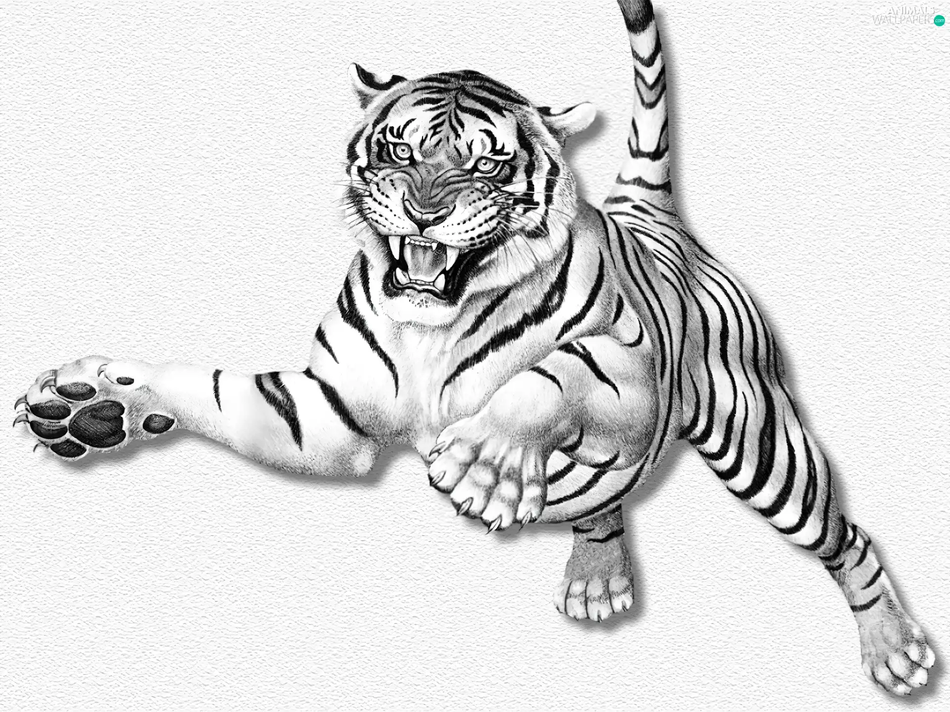 atack, White, tiger