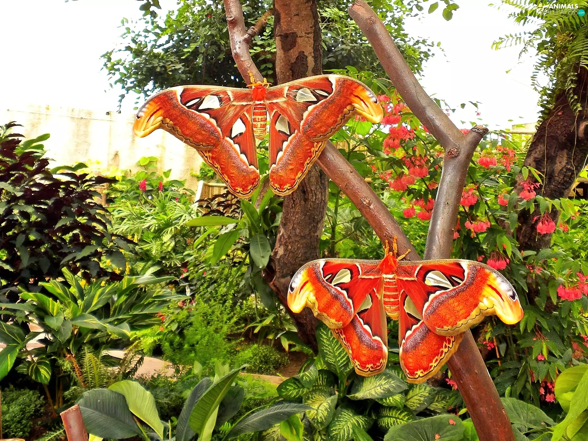 Garden, moths, Attacus Atlas