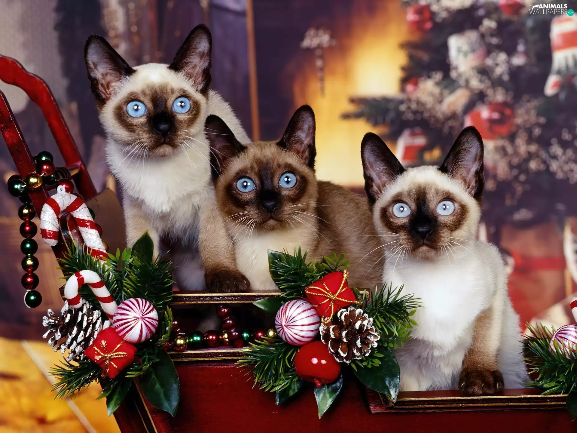 Christmas, atmosphere, beatyfull, cats, Three