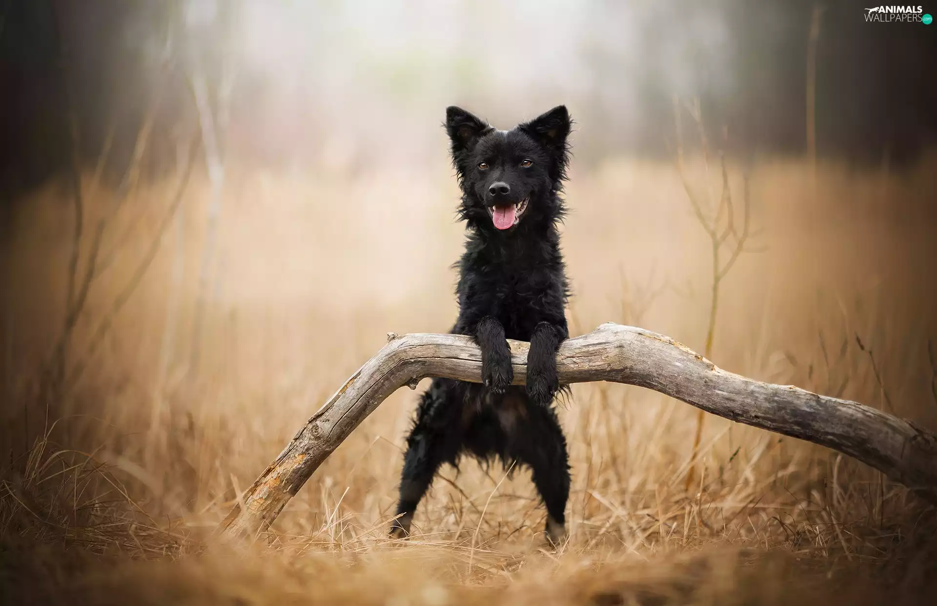 attitude, dog, Meadow, grass, Lod on the beach, mongrel