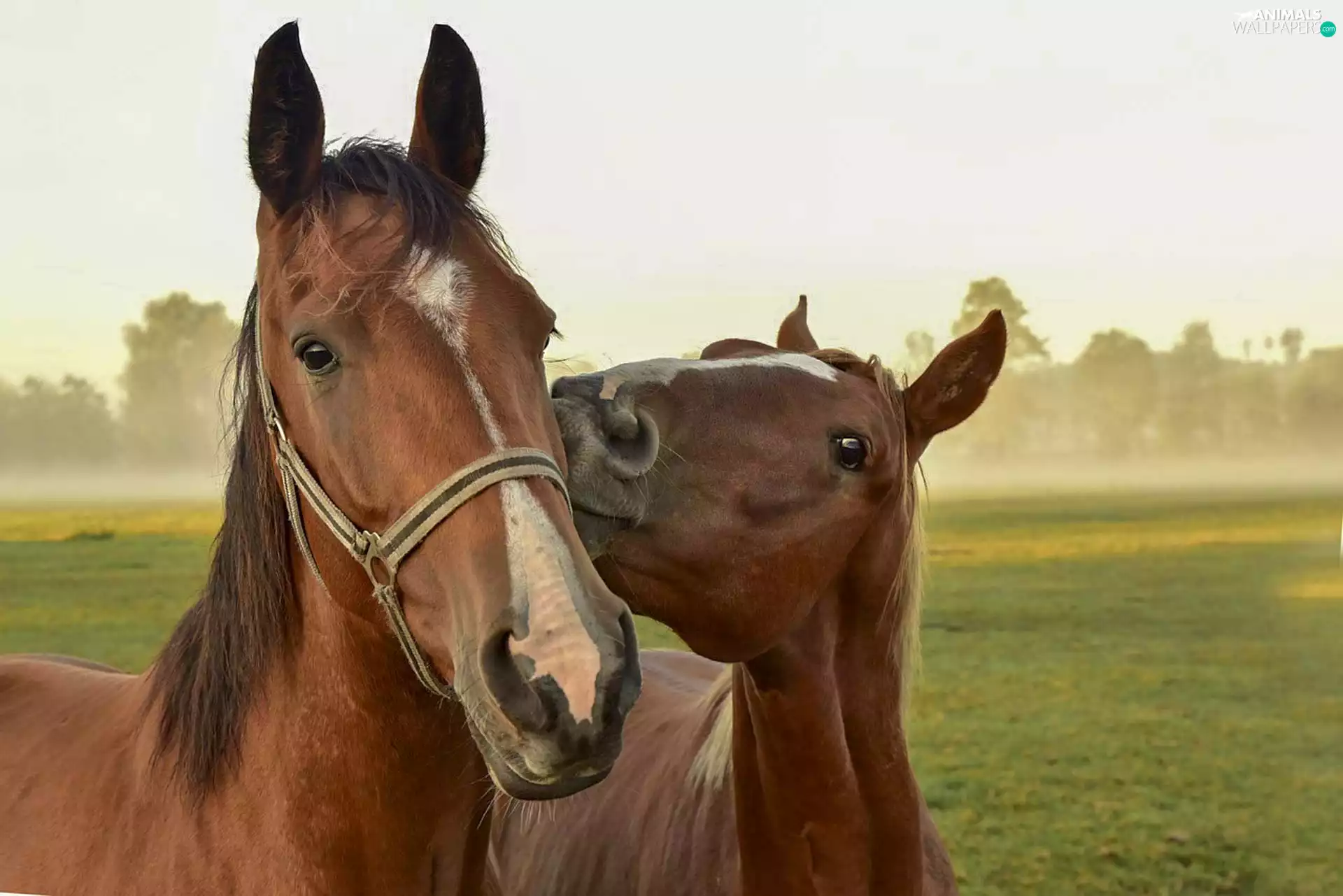 bloodstock, Two cars, Auburn