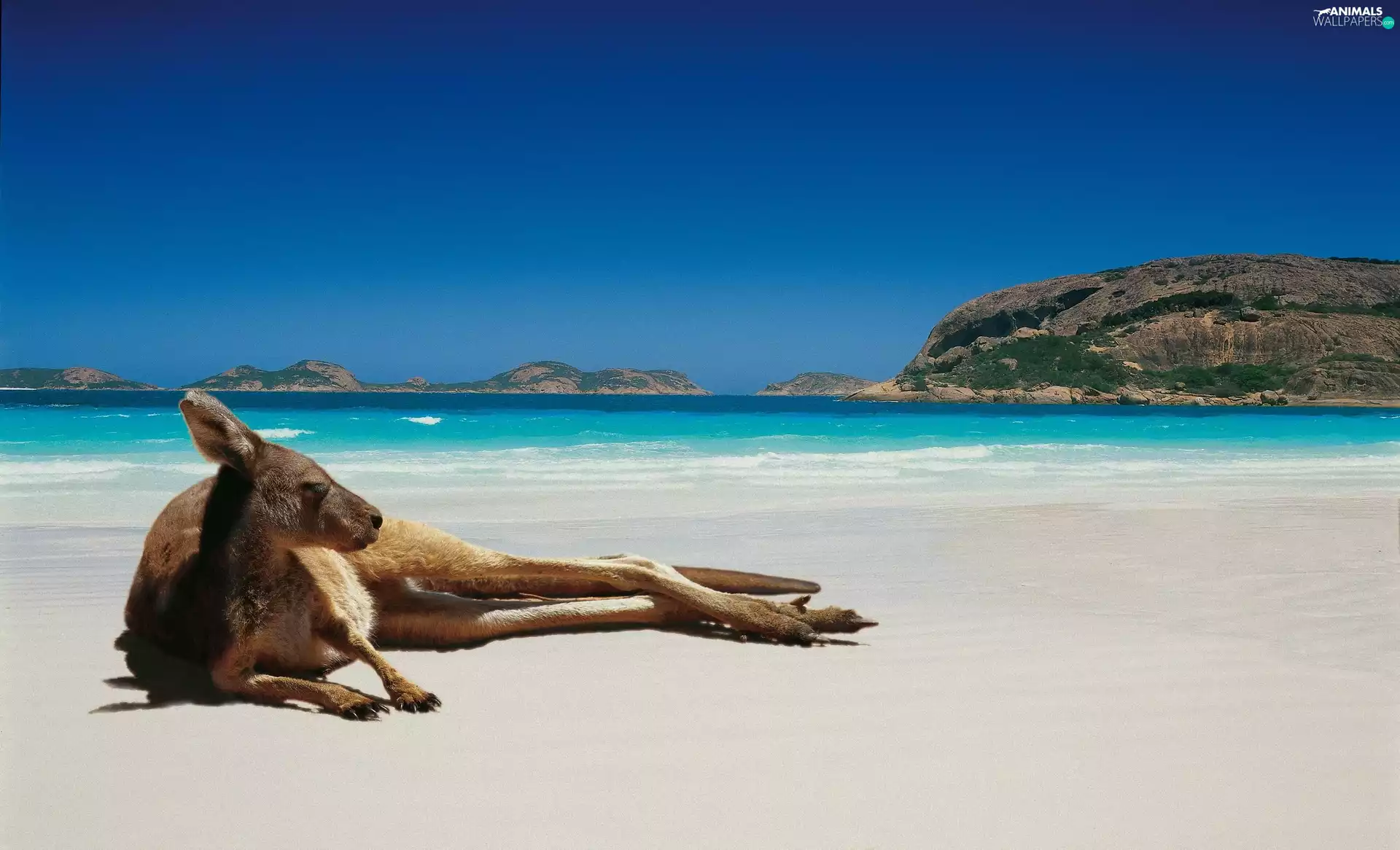 Australia, kangaroo, Beaches