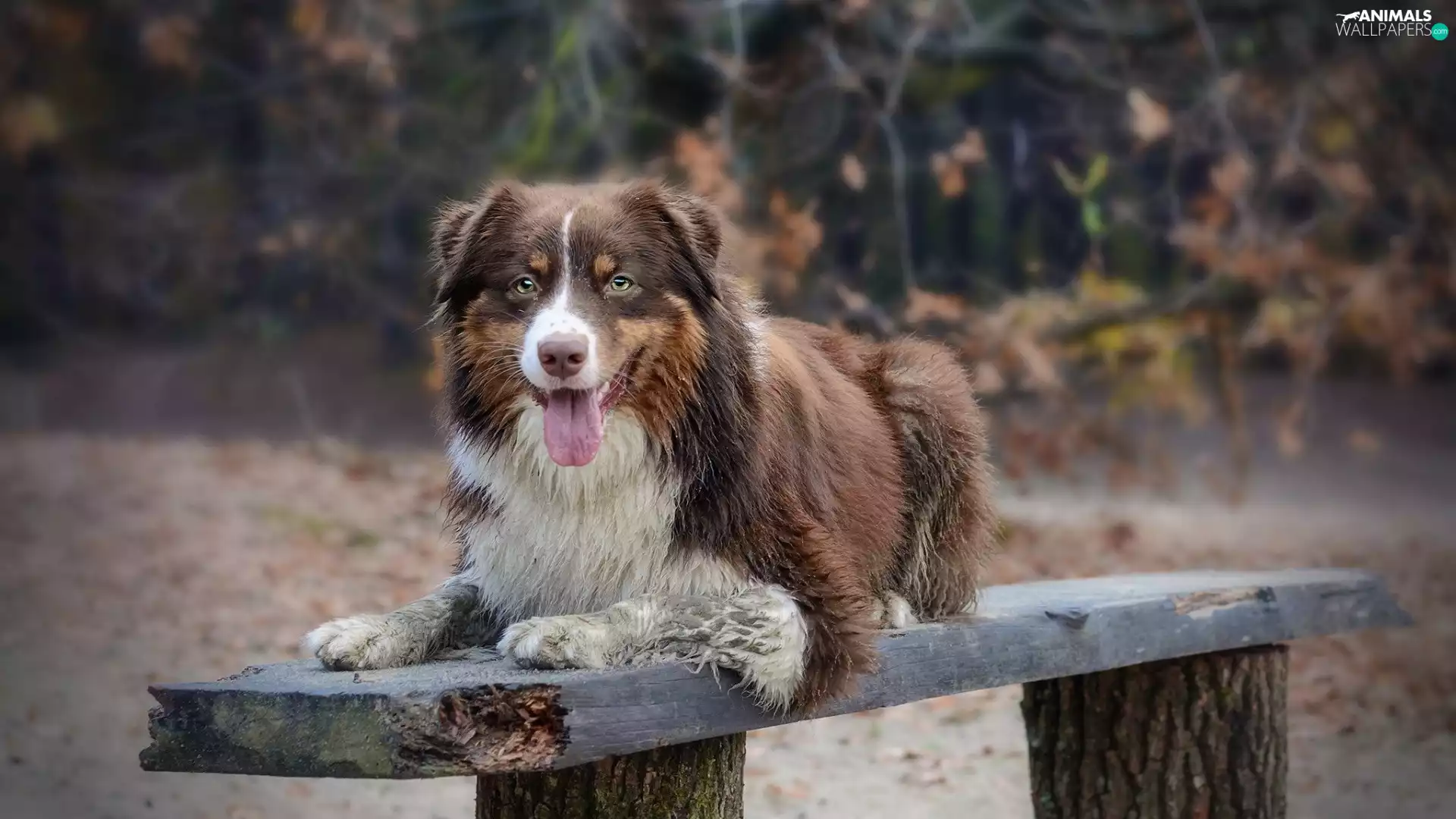 Australian Shepherd, Bench