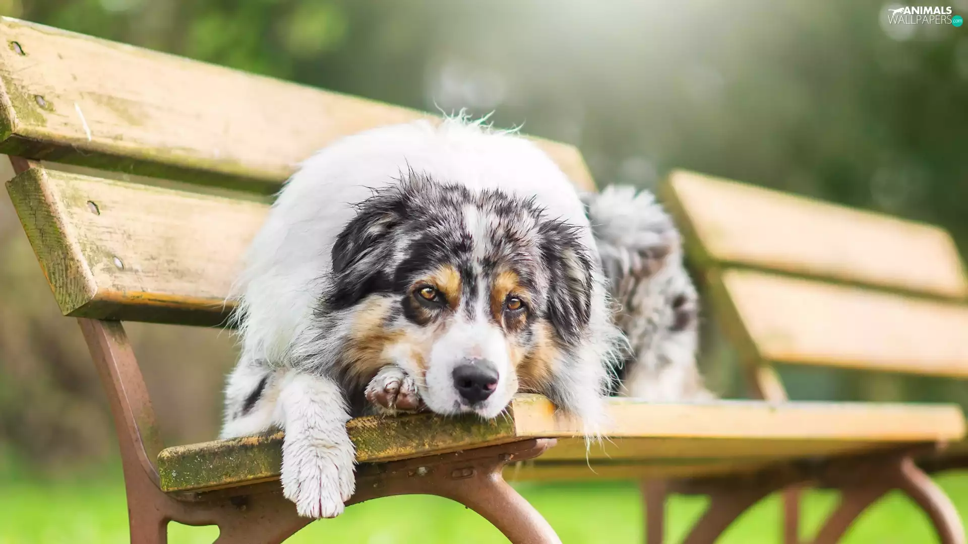 Australian Shepherd, Bench