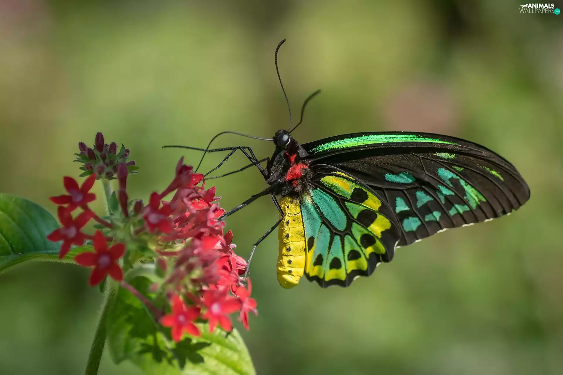 butterfly, color, Colourfull Flowers, Red, Cairns Birdwing, Australian