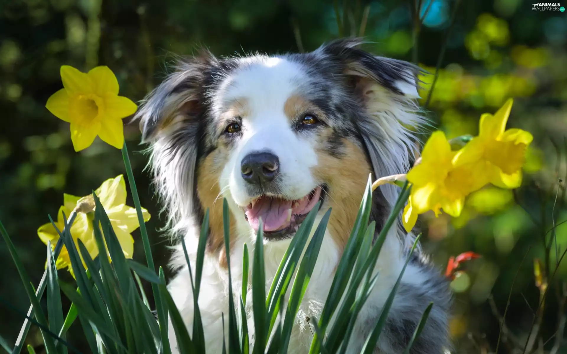 Australian Shepherd, Daffodils