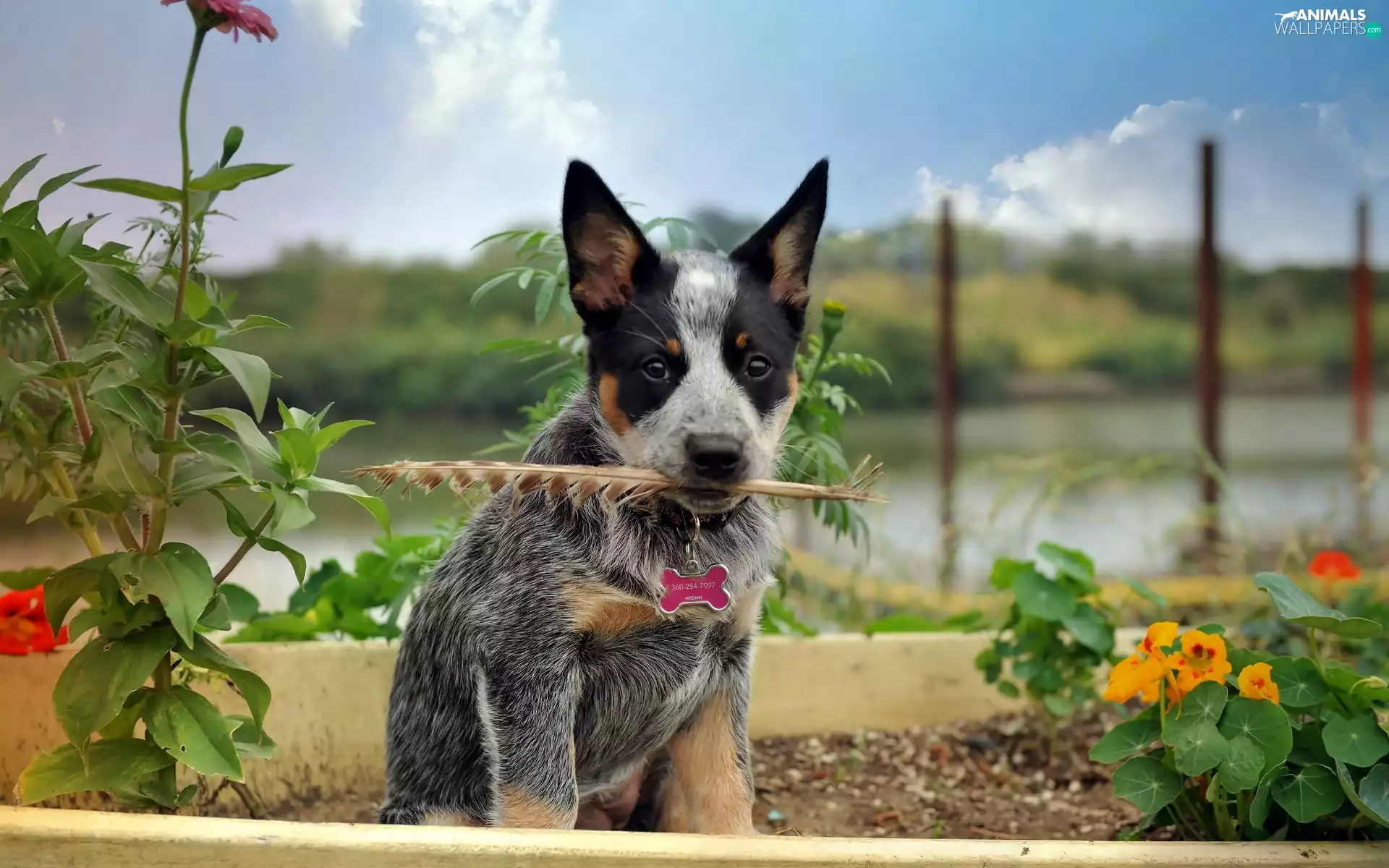 Australian cattle dog