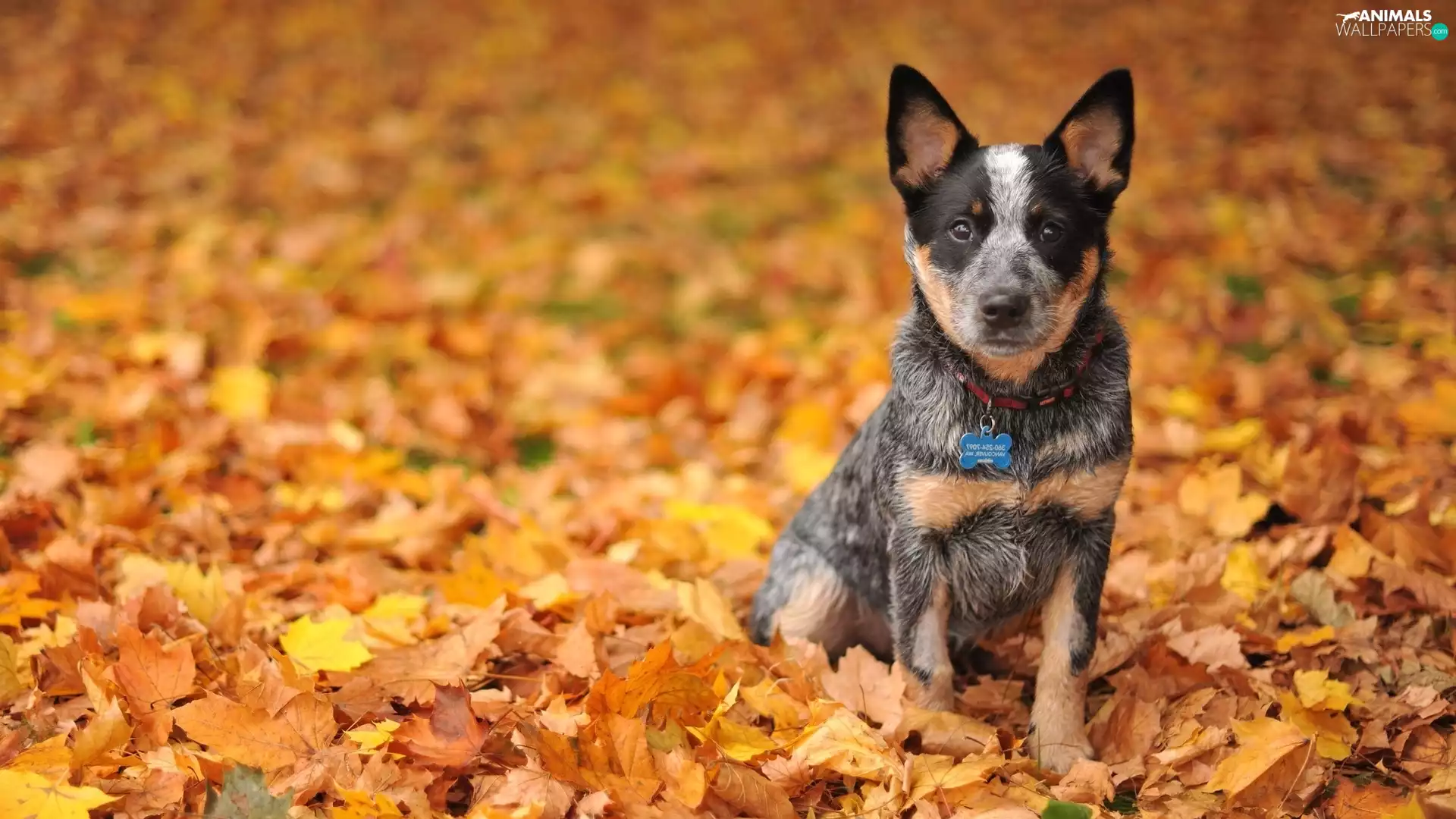 Leaf, Australian Dog, Australian cattle dog