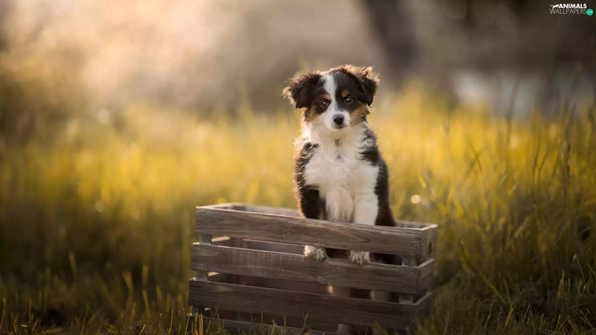box, honeyed, Miniature Australian Shepherd Dog