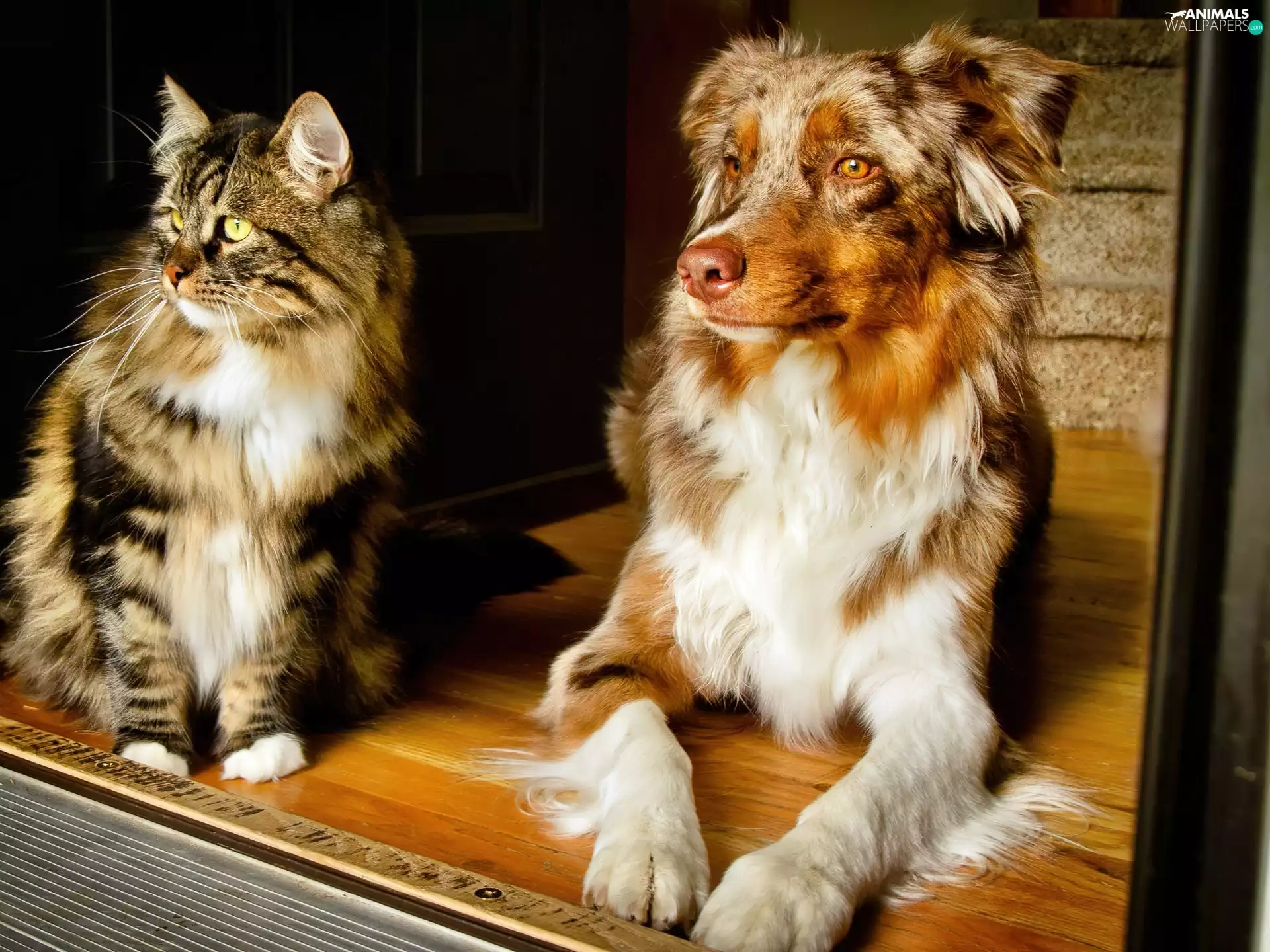 cat, Australian Shepherd, Australian Shepherd, dog