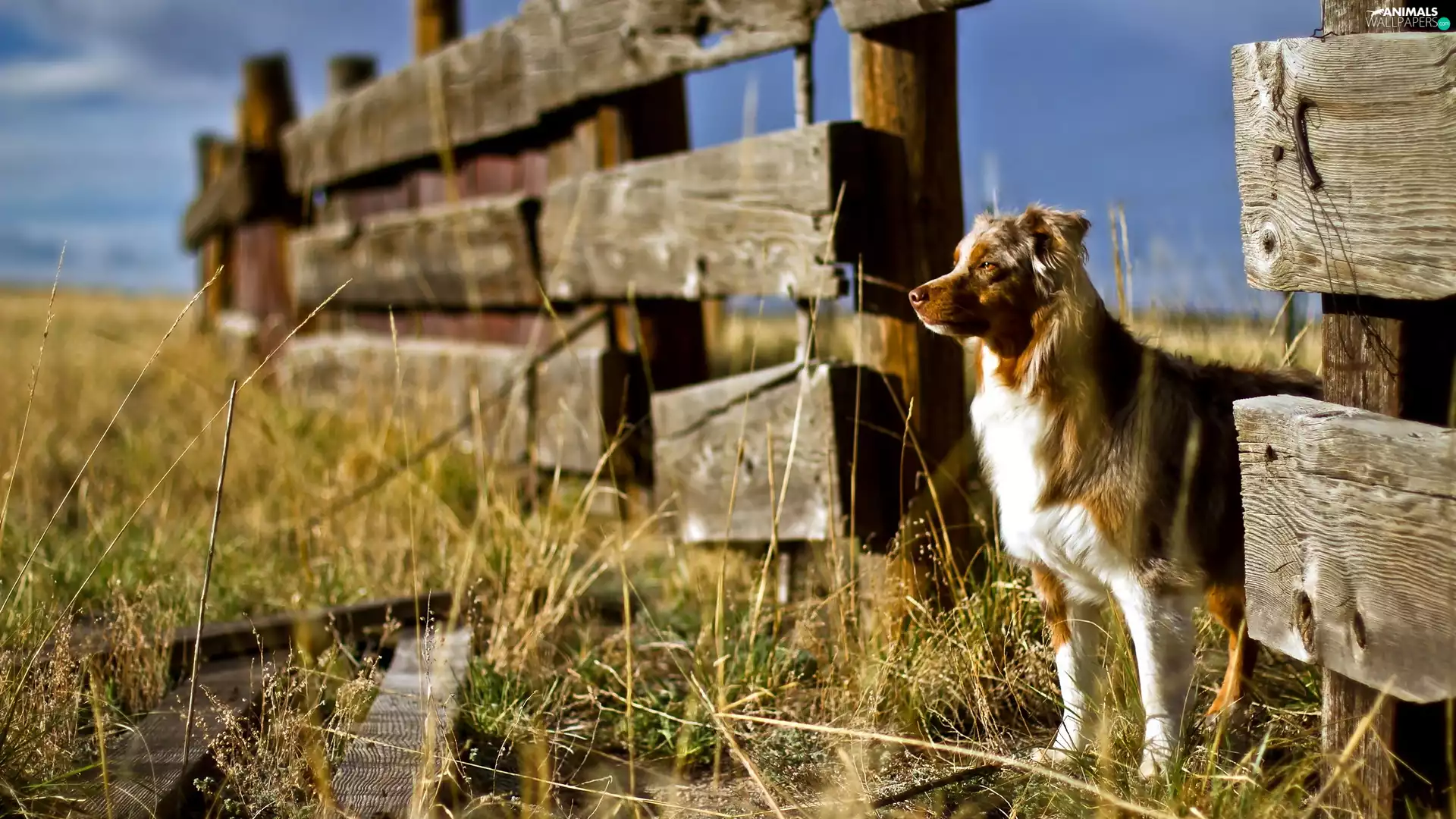 dog, Australian, Fance, sheep-dog