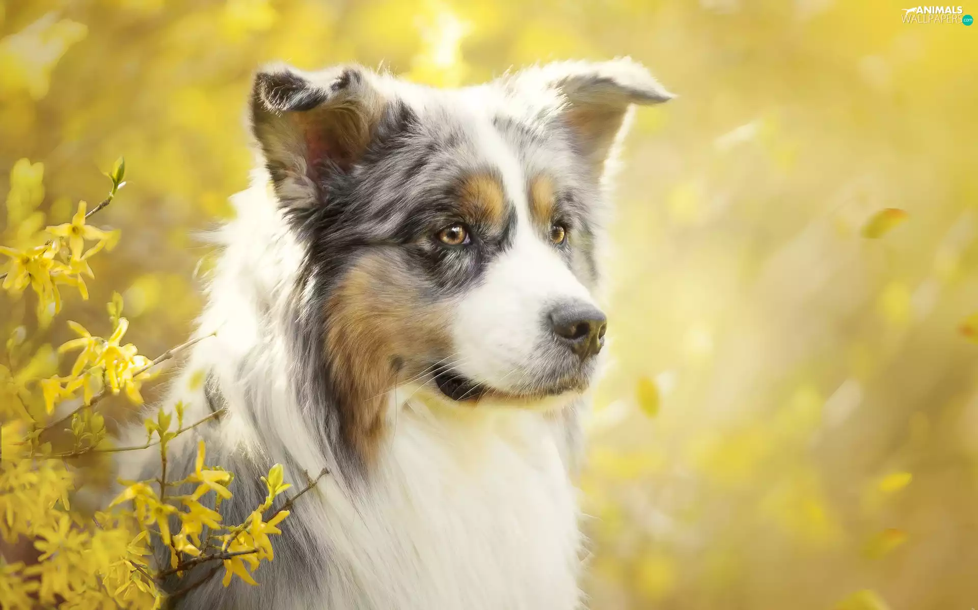 Australian Shepherd, forsythia