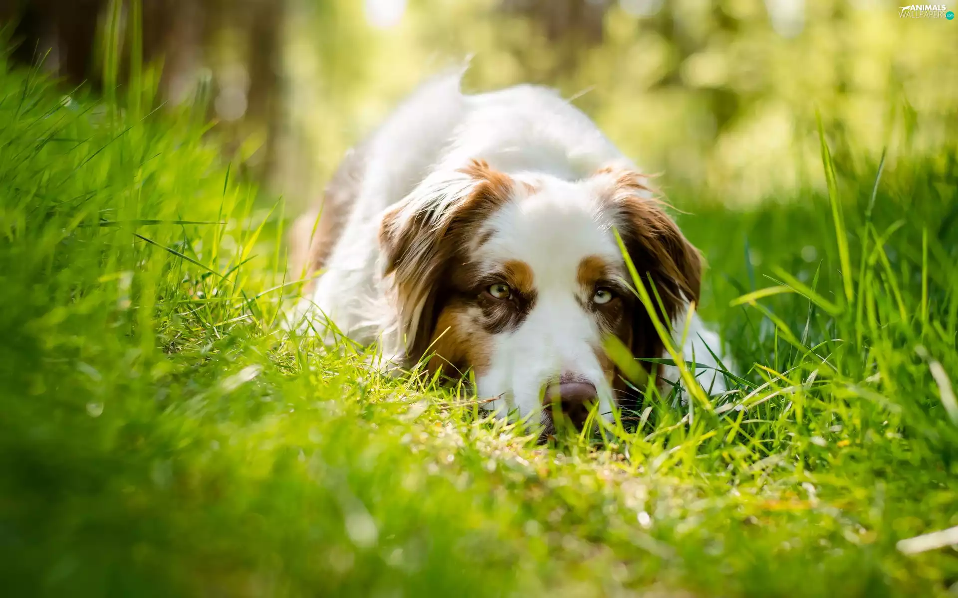 Australian Shepherd, grass