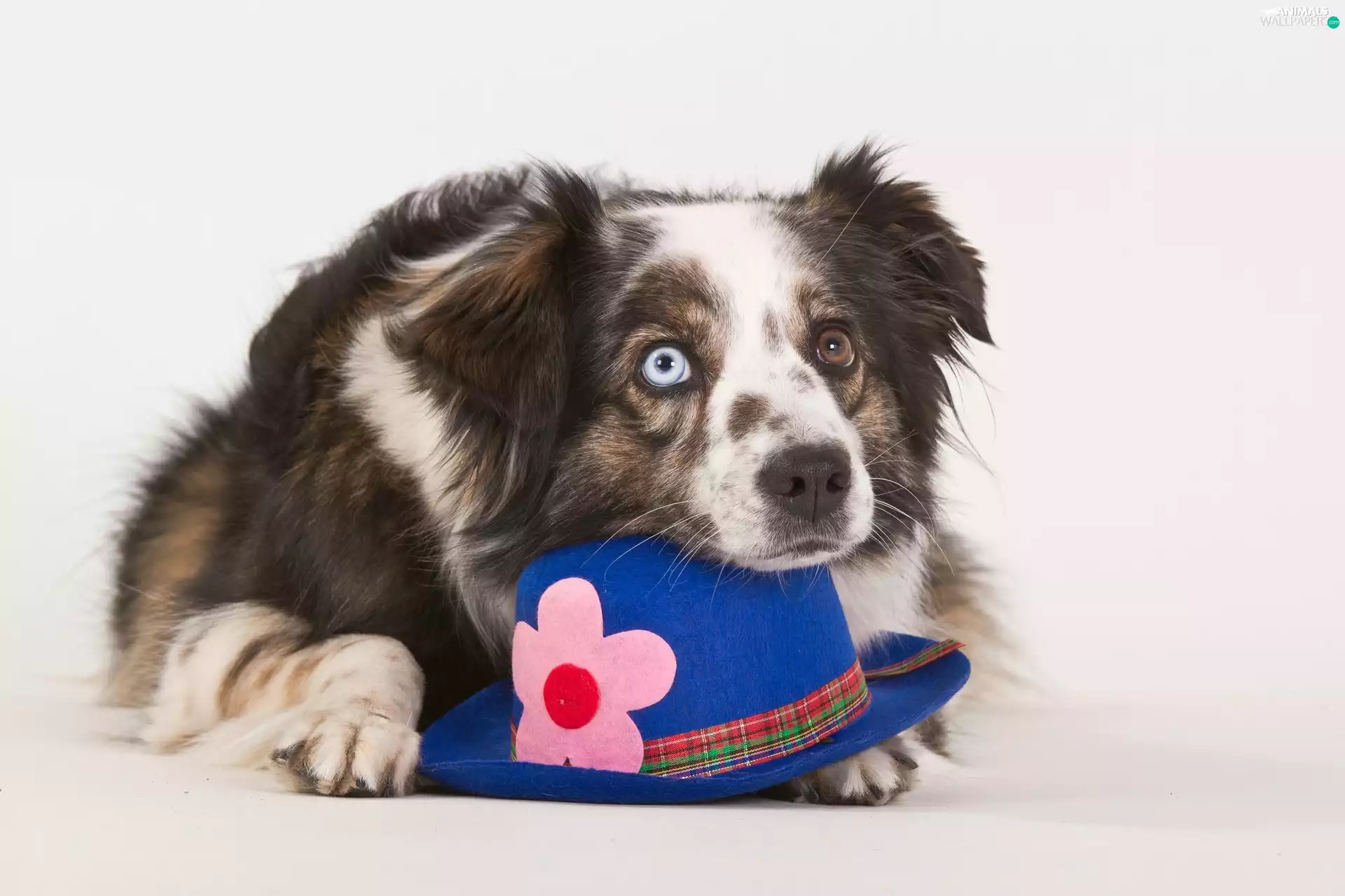 Australian Shepherd, Hat