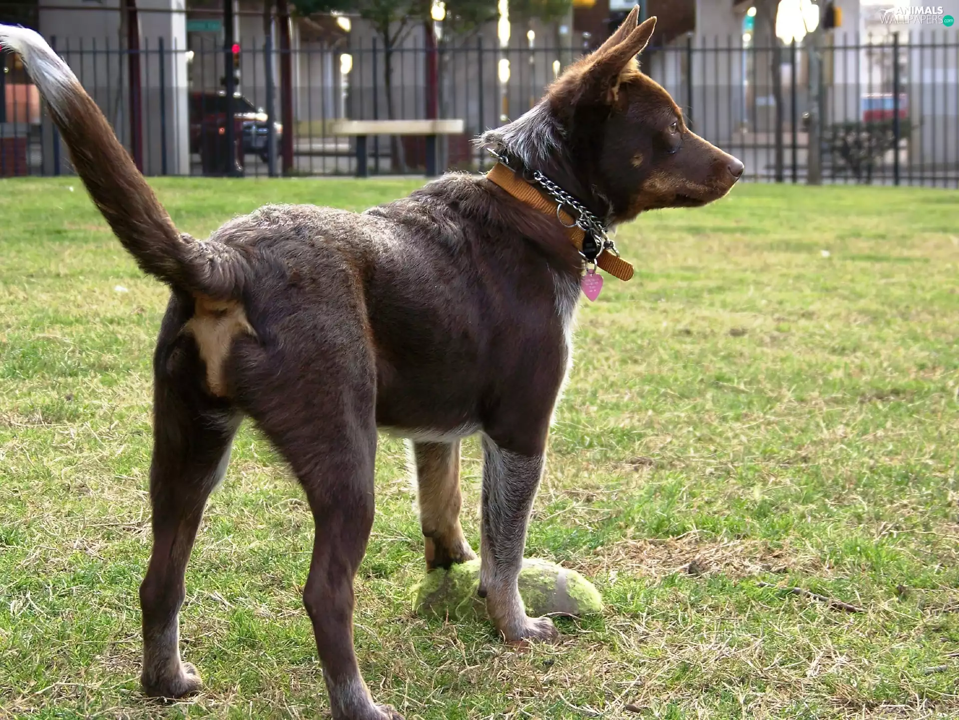 Australian Shepherd - Kelpie
