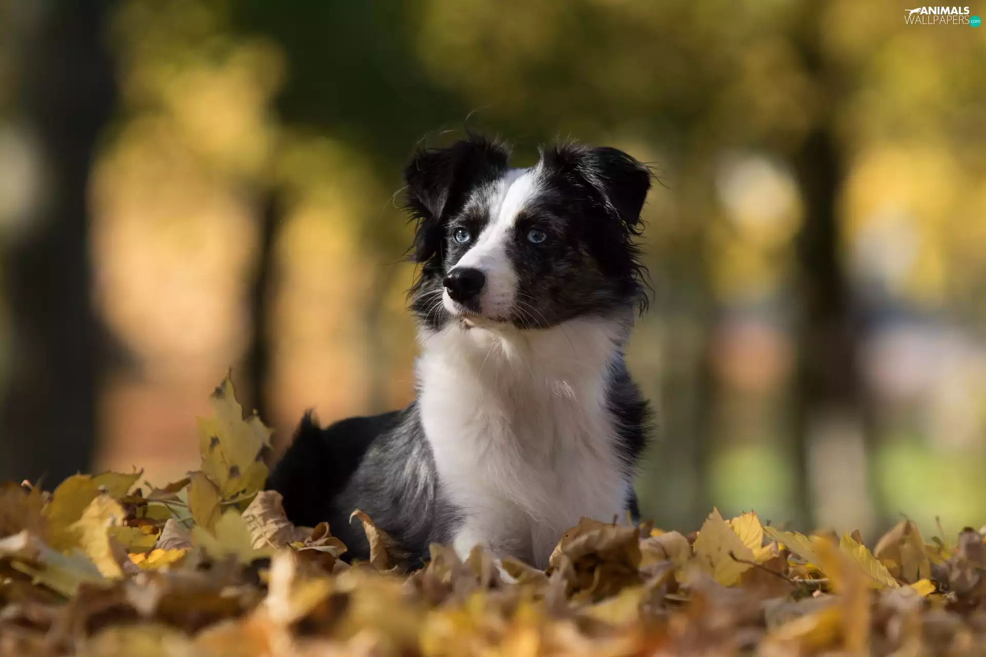 Australian Shepherd, Leaf