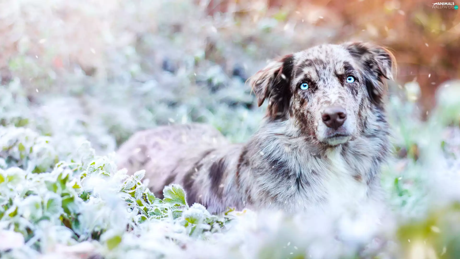 Australian Shepherd, Plants