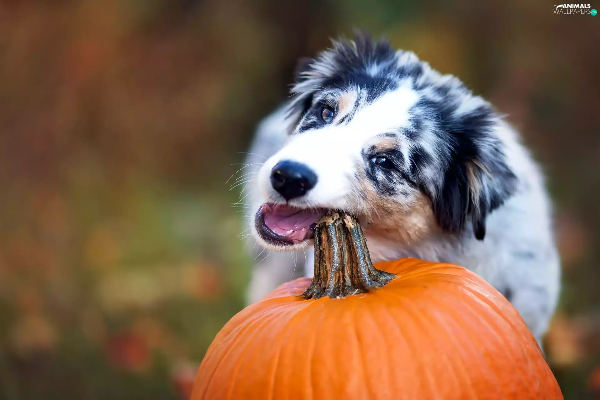 dog, Australian, pumpkin, sheep-dog