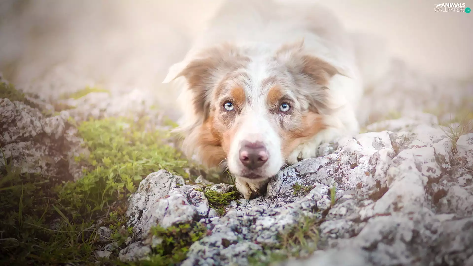 Australian Shepherd, rapprochement