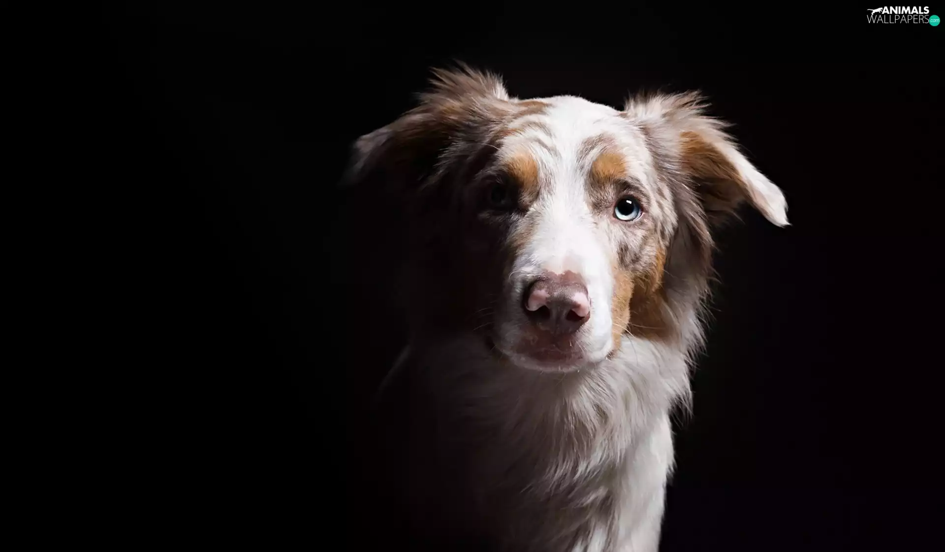 Australian Shepherd