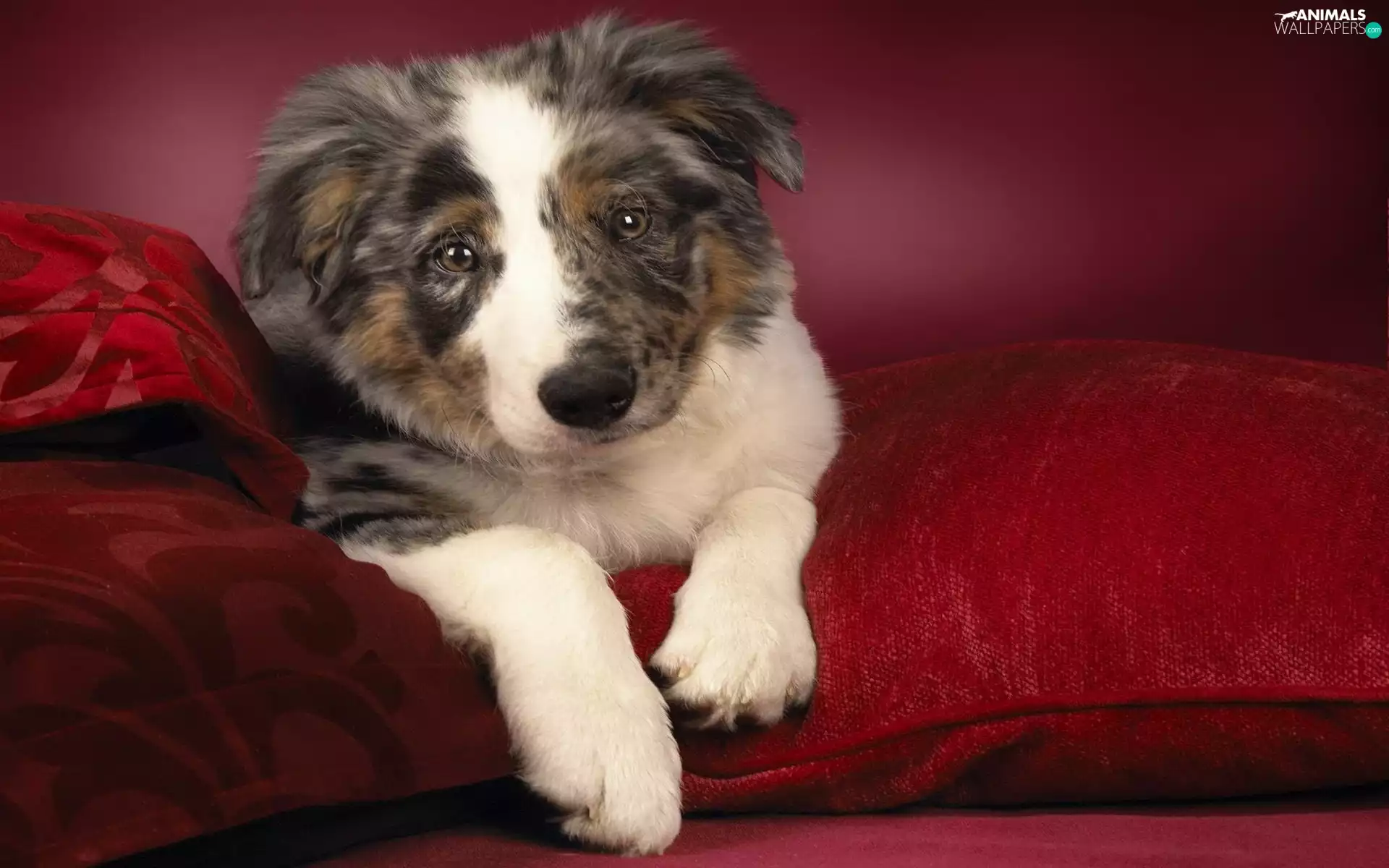 Australian Shepherd