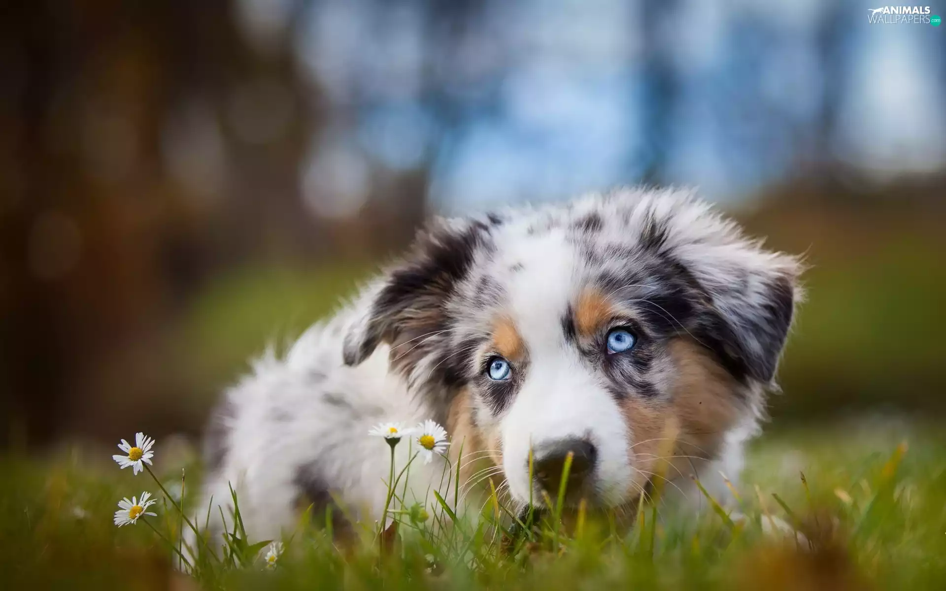 Australian Shepherd