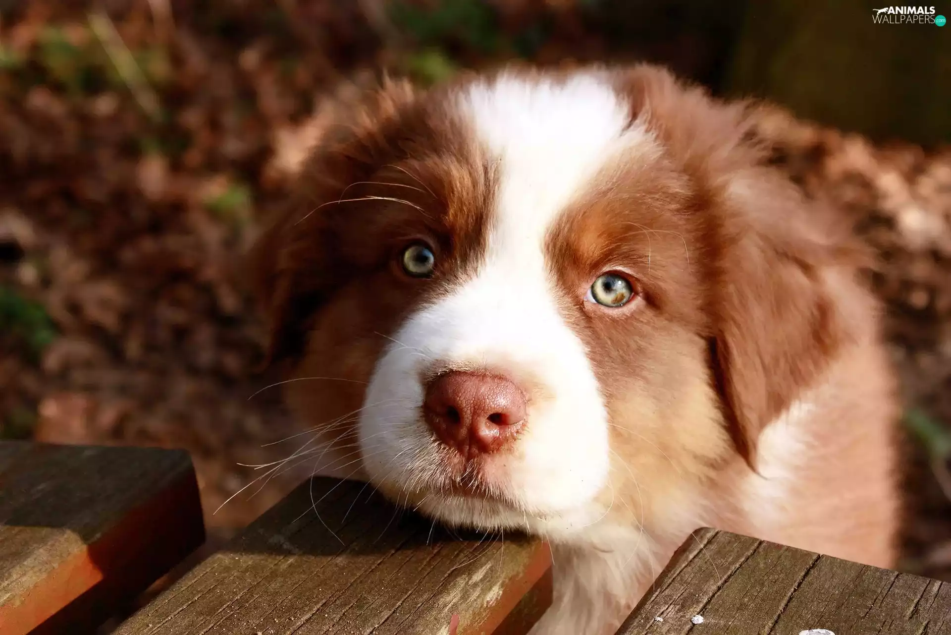 Australian Shepherd