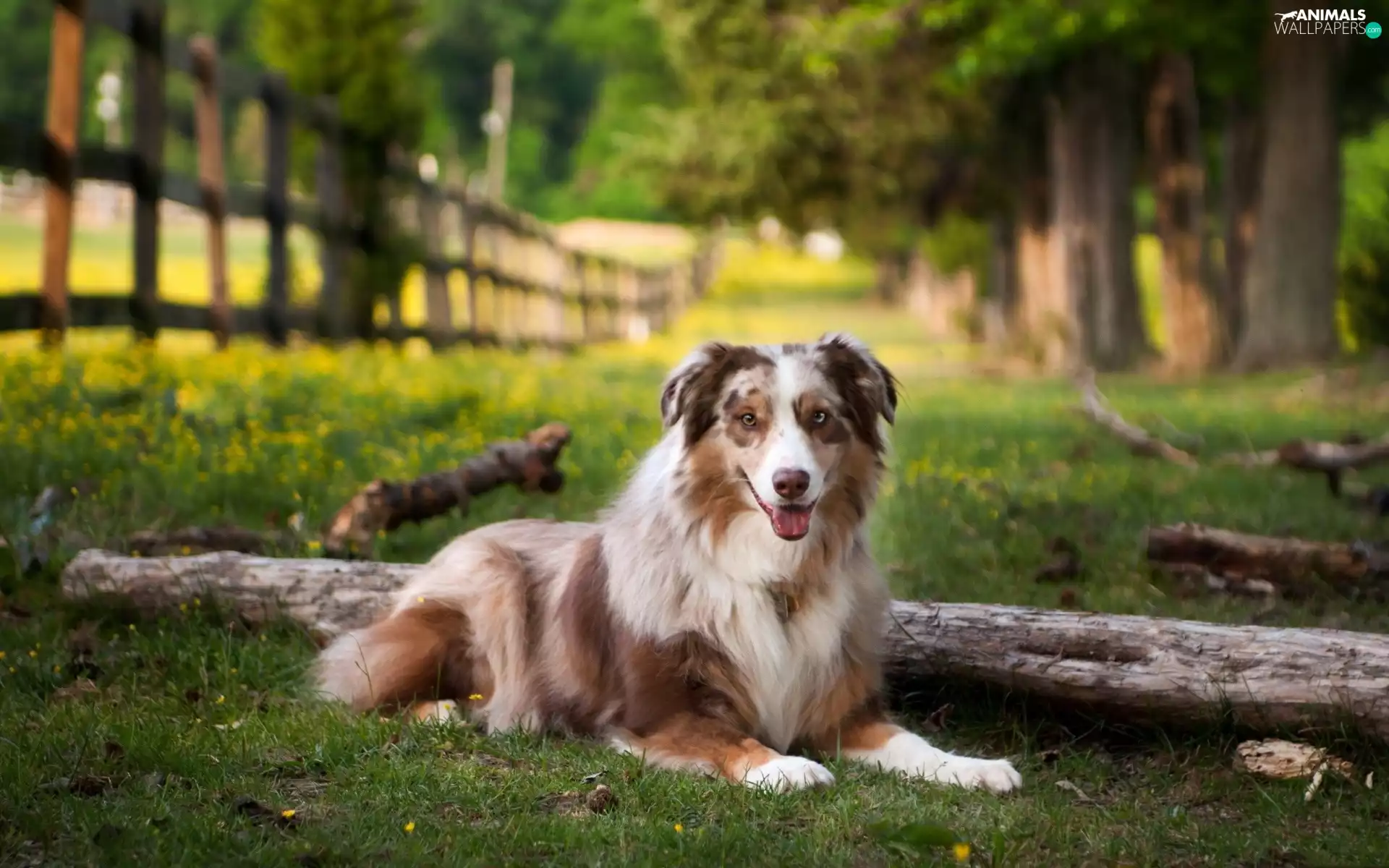 Australian Shepherd