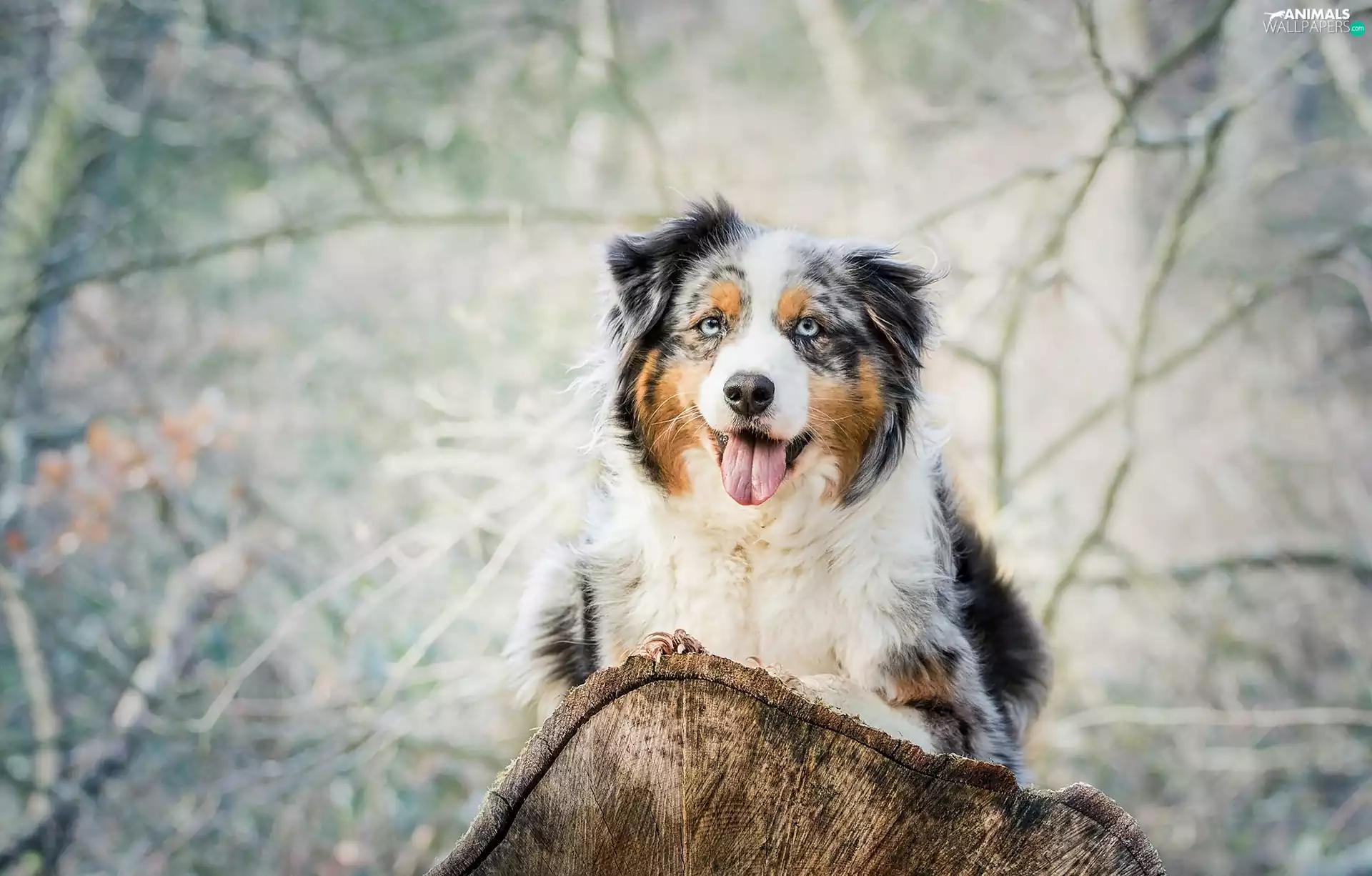 Australian Shepherd